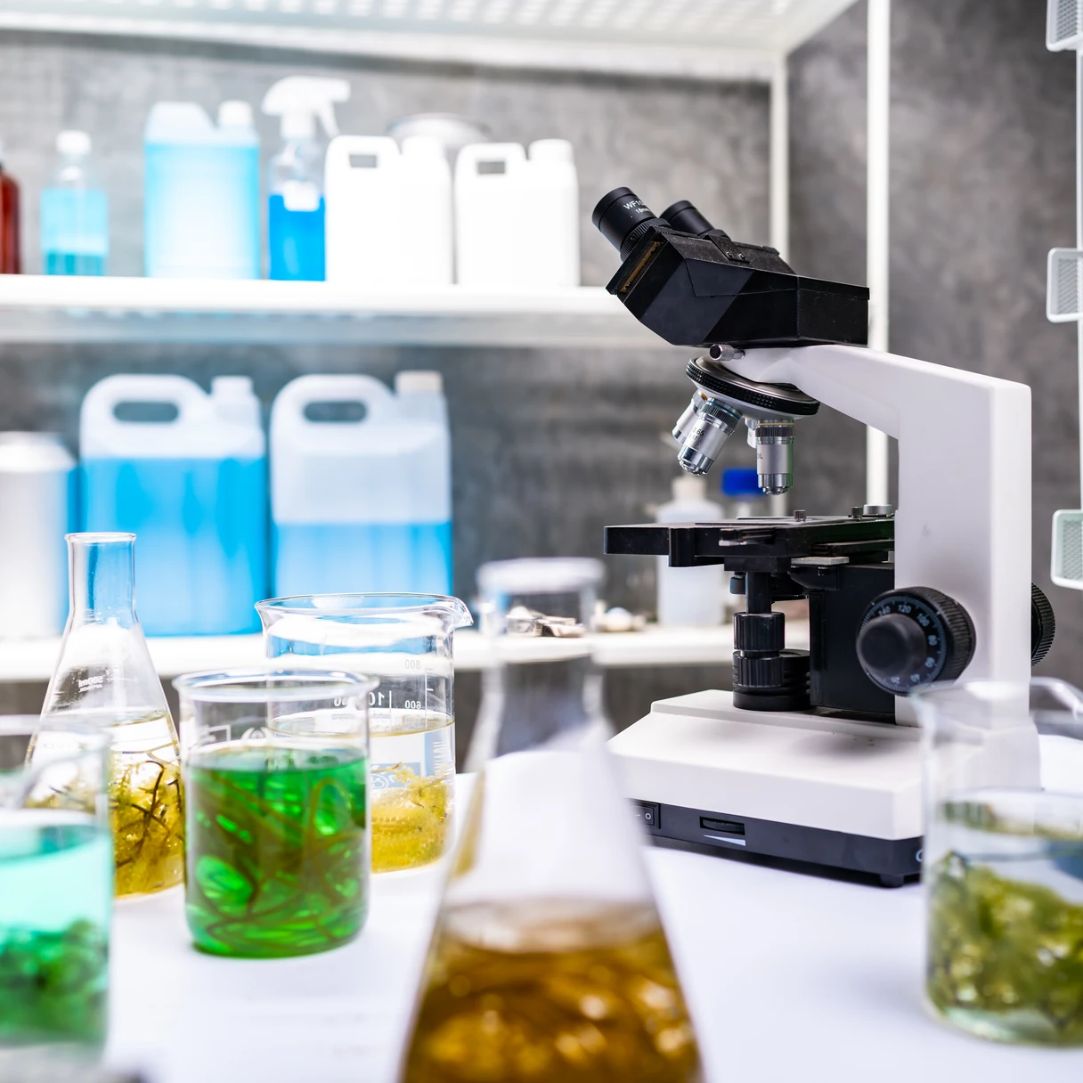 Microalgae research in the lab for vegan omega-3 oil